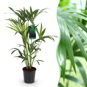 Livraison plante Howea Forsteriana d19cm H80cm