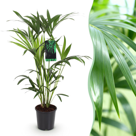 Livraison plante Howea Forsteriana d19cm H80cm