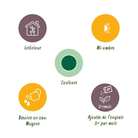 Livraison plante Howea Forsteriana Kentia d17cm H70cm