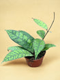 Livraison plante Hoya Callistophylla