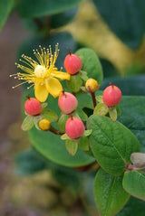 Livraison plante Hypericum inodorum Annebel