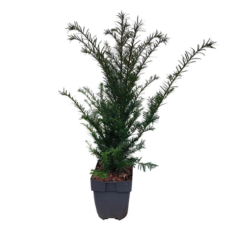 Livraison plante If Taxus baccata – Lot de 6 – Pot 17 cm – Hauteur 60 cm