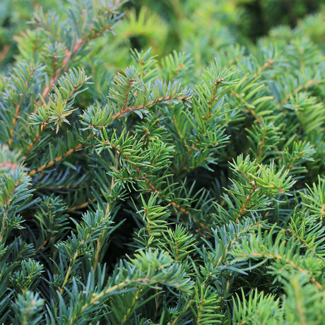 Livraison plante If Taxus baccata – Lot de 6 – Pot 17 cm – Hauteur 60 cm