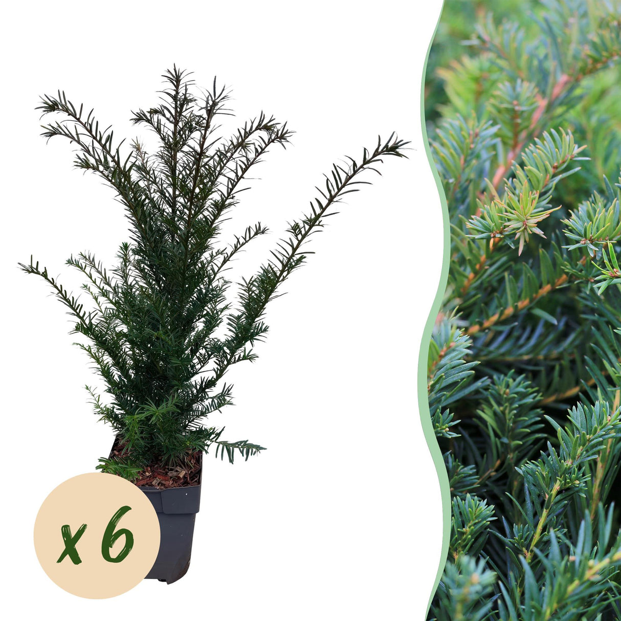 Livraison plante If Taxus baccata – Lot de 6 – Pot 17 cm – Hauteur 60 cm