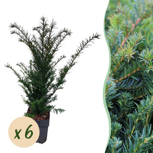 Livraison plante If Taxus baccata – Lot de 6 – Pot 17 cm – Hauteur 60 cm