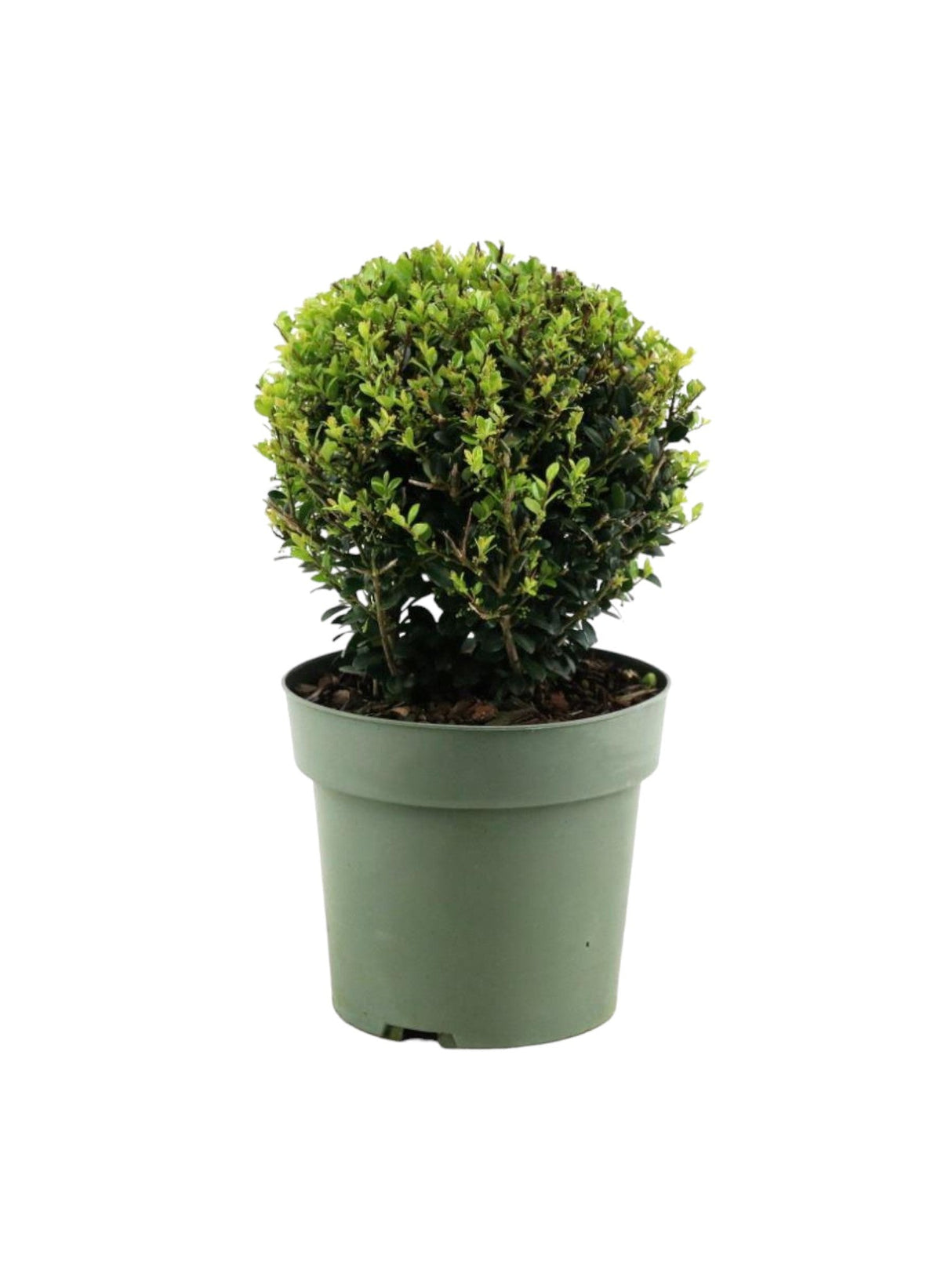 Livraison plante Ilex Crenata 'Jenny'® Ball