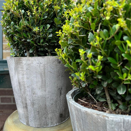 Livraison plante Ilex crenata 'Jenny' et leur pot x 2