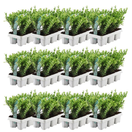 Livraison plante Ilex crenata 'Jenny' - lot de 72