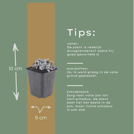 Livraison plante Immortelle de l'himalaya