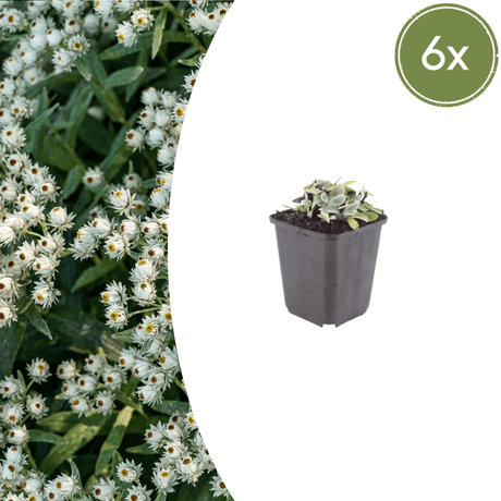 Livraison plante Immortelle de l'himalaya