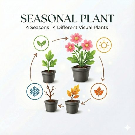 Livraison plante Immortelle de l'himalaya