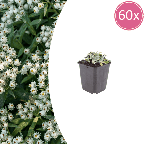 Livraison plante Immortelle de l'himalaya