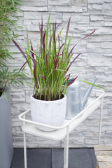 Livraison plante Imperata Cylindrical 'Red Baron'