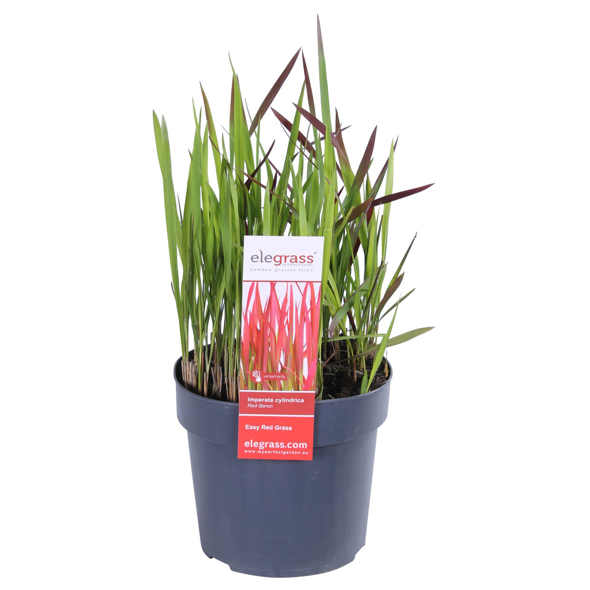 Livraison plante Imperata Cylindrical 'Red Baron'