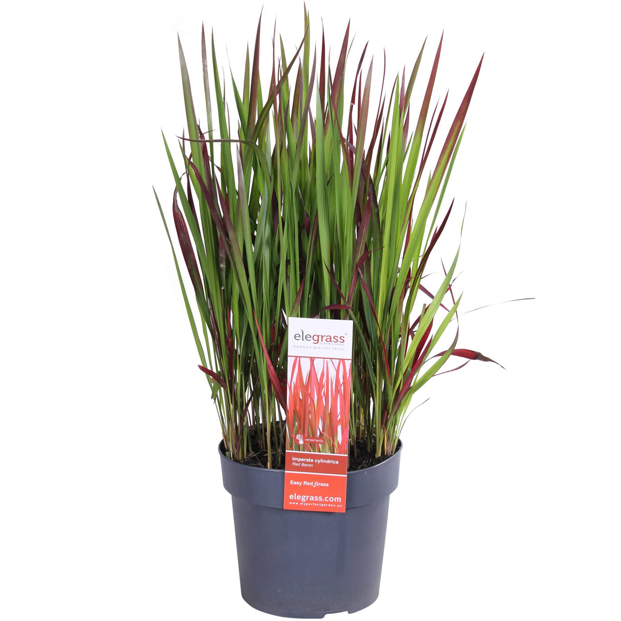 Livraison plante Imperata Cylindrical 'Red Baron'