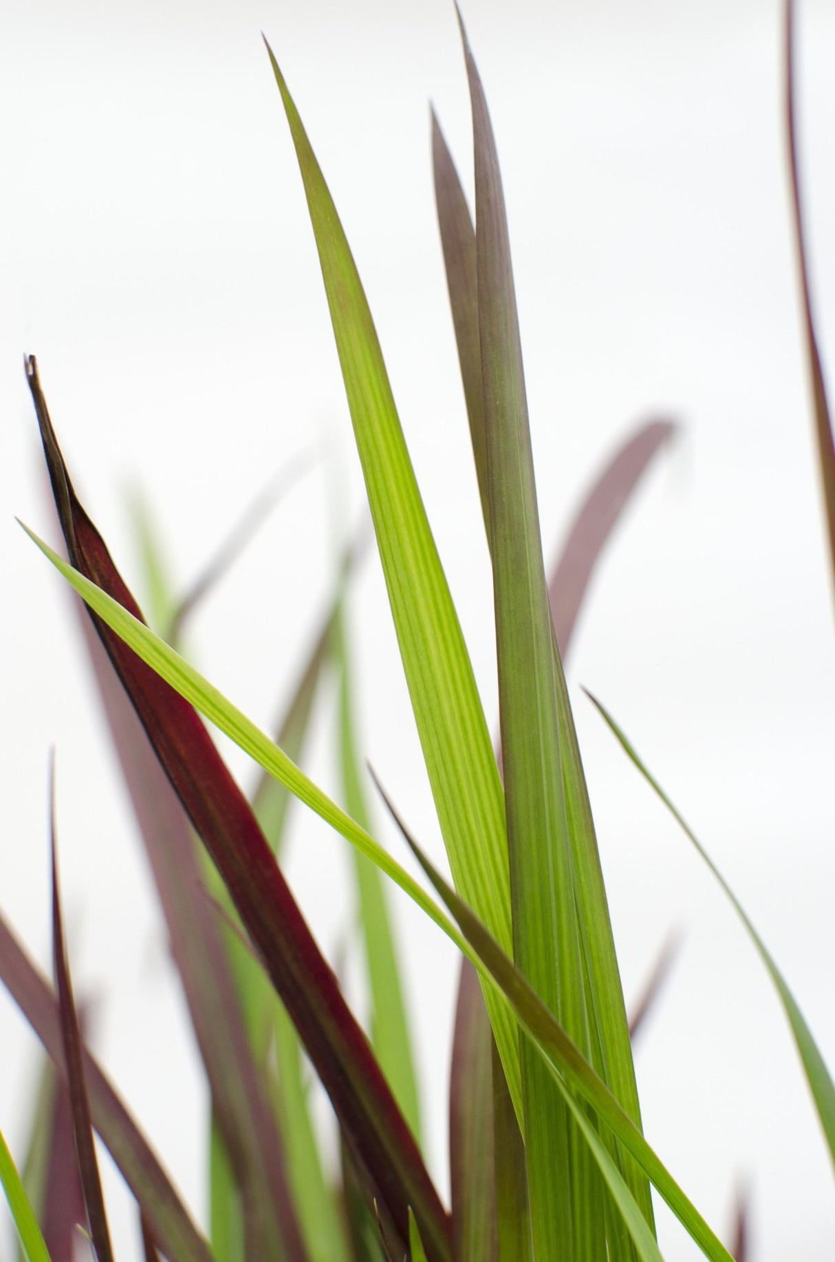 Livraison plante Imperata Cylindrical 'Red Baron'