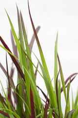 Livraison plante Imperata Cylindrical 'Red Baron'