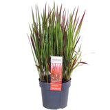 Livraison plante Imperata Cylindrical 'Red Baron'