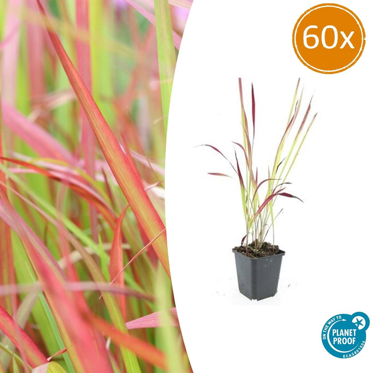 Livraison plante Imperata Herbe sanglante 'Red Baron'