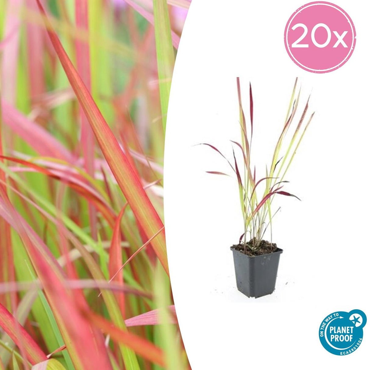 Livraison plante Imperata Herbe sanglante 'Red Baron'