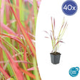 Livraison plante Imperata Herbe sanglante 'Red Baron'