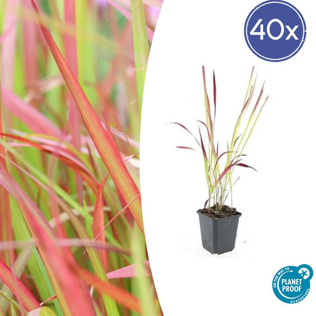 Livraison plante Imperata Herbe sanglante 'Red Baron'