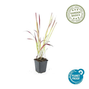 Livraison plante Imperata Herbe sanglante 'Red Baron'