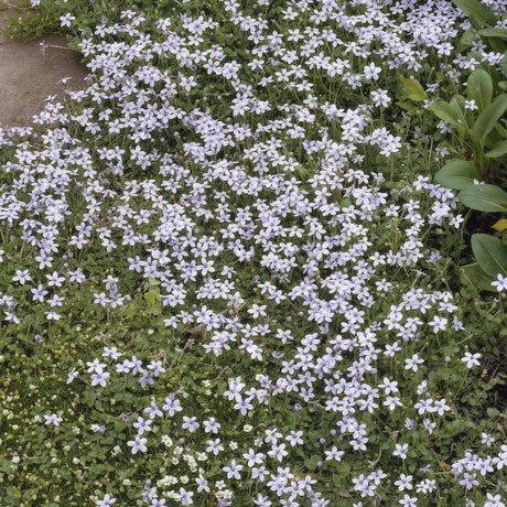 Livraison plante Isotoma fluviatilis