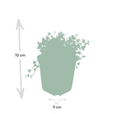Livraison plante Isotoma fluviatilis - 6x h25cm d9cm