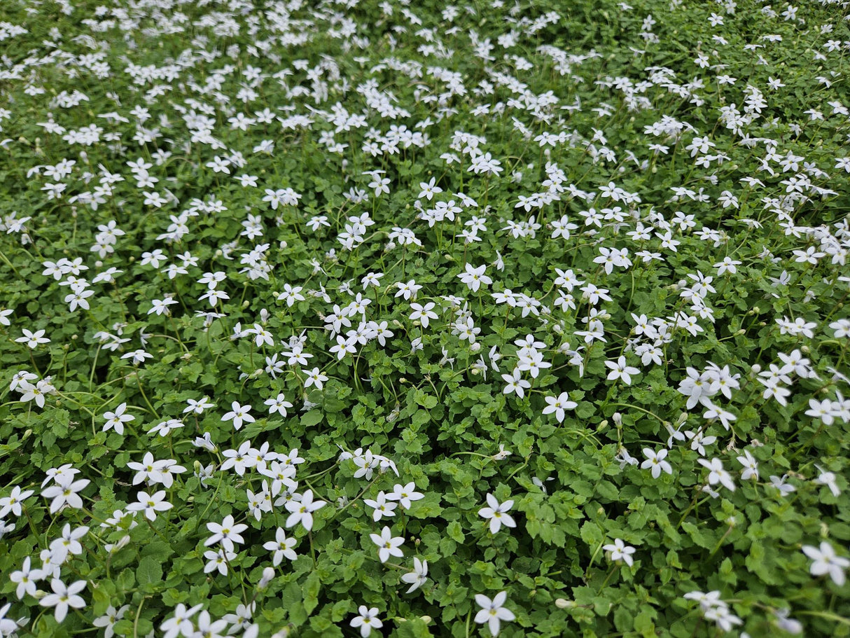 Livraison plante Isotoma fluviatilis 'Alba'