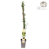 Livraison plante Jasmin d'hiver - Jasminum Nudiflorum - plante grimpante extérieur fleurie