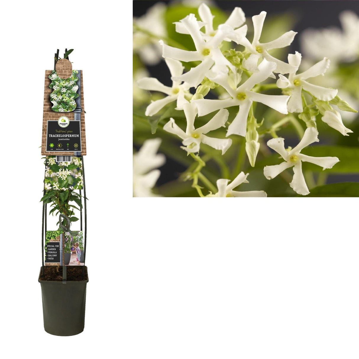 Livraison plante Jasmin étoilé d23cm h115cm