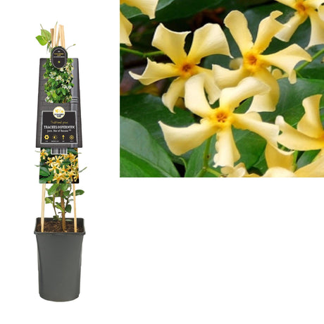 Livraison plante Jasmin étoilé de Toscane d17cm h75cm