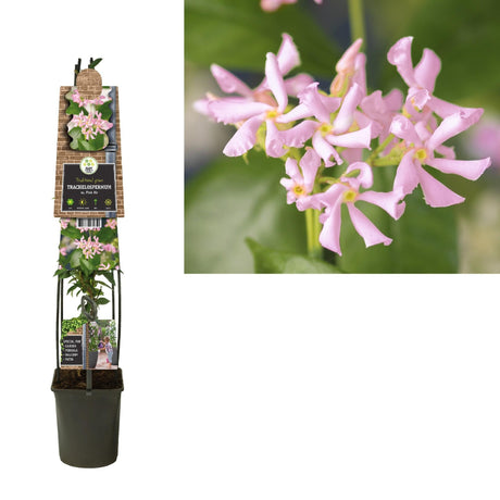 Livraison plante Jasmin étoilé rose d23cm h115cm