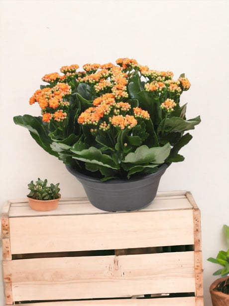Livraison plante Kalanchoe Double Orange d23cm h27cm