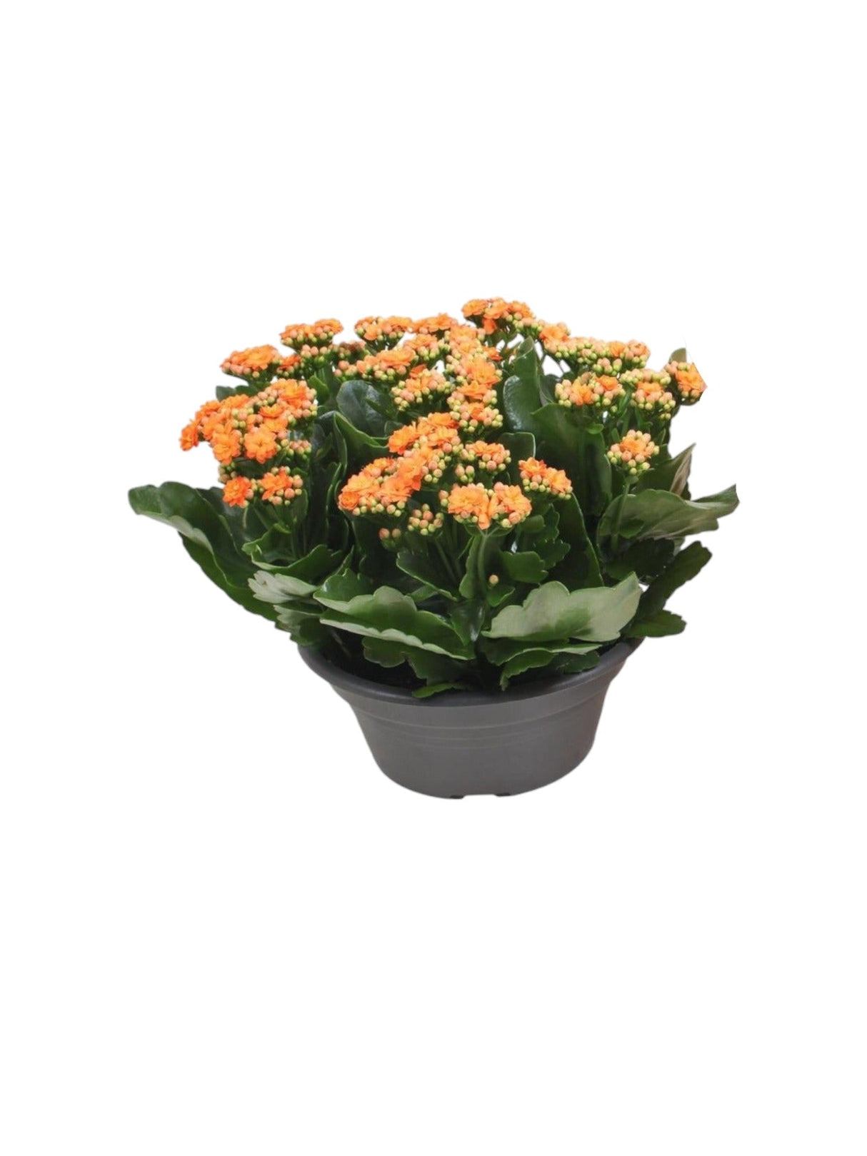 Livraison plante Kalanchoe Double Orange d23cm h27cm