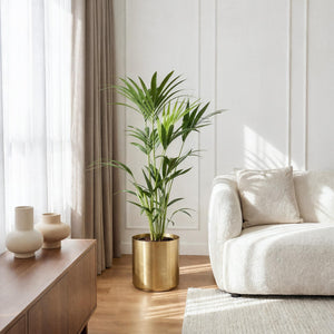 Livraison plante Kentia Howea forsteriana d21 cm – H120 cm