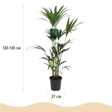 Livraison plante Kentia Howea forsteriana d21 cm – H120 cm