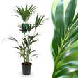 Livraison plante Kentia Howea forsteriana d21 cm – H120 cm