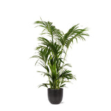 Livraison plante Kentia Palm et son pot