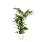 Livraison plante Kentia Palm et son pot