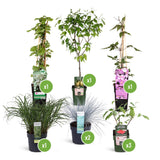 Livraison plante Kit DIY bac champêtre 1m2