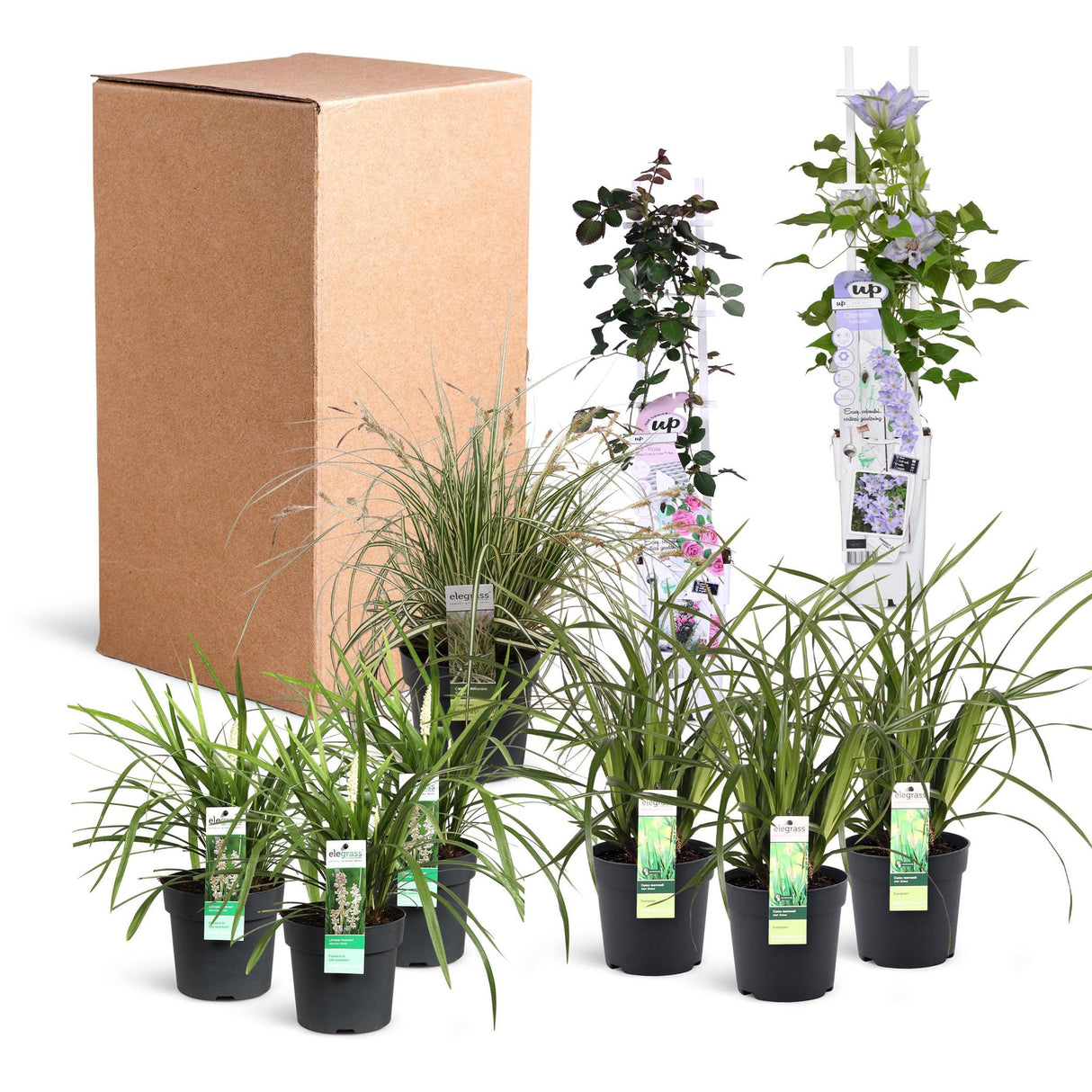 Livraison plante Kit DIY bac romantique 1m2