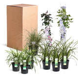 Livraison plante Kit DIY bac romantique 1m2