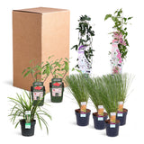 Livraison plante Kit DIY bac rustique 1m2