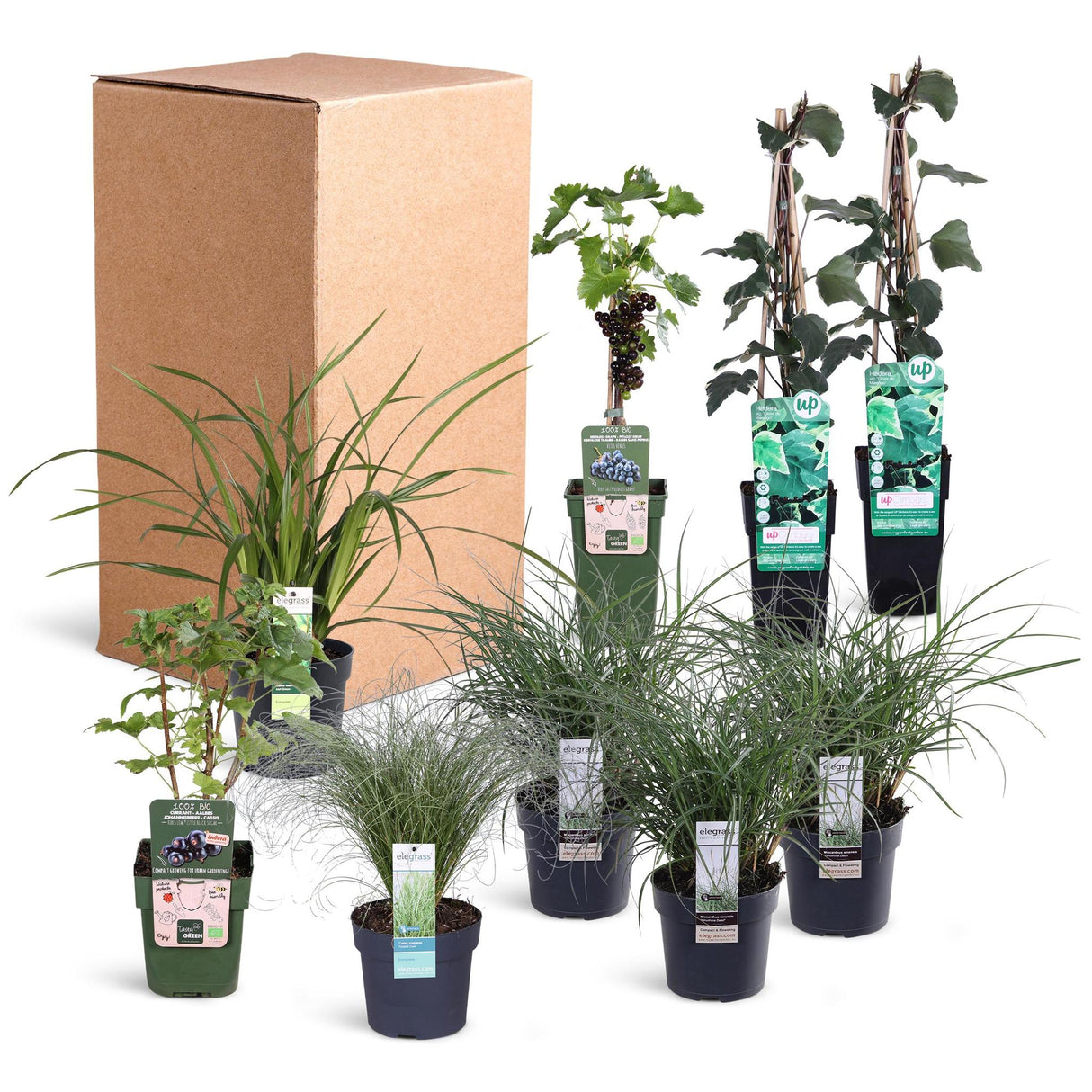 Livraison plante Kit DIY jardin de ville 1m2