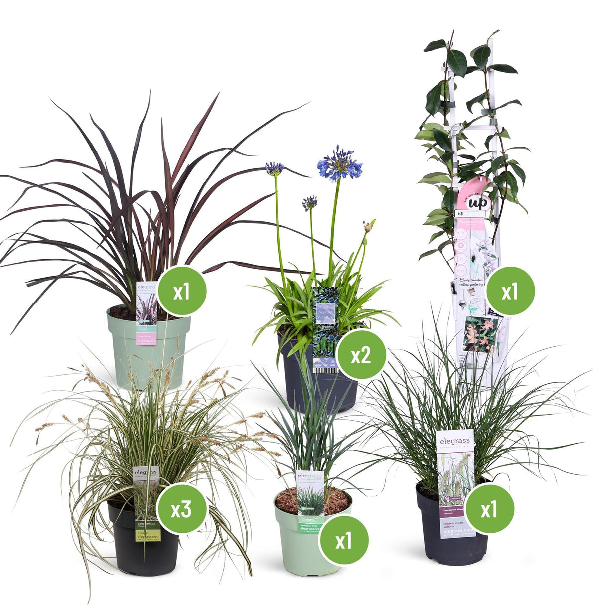 Livraison plante Kit DIY Jardin d'Ibiza 1m2