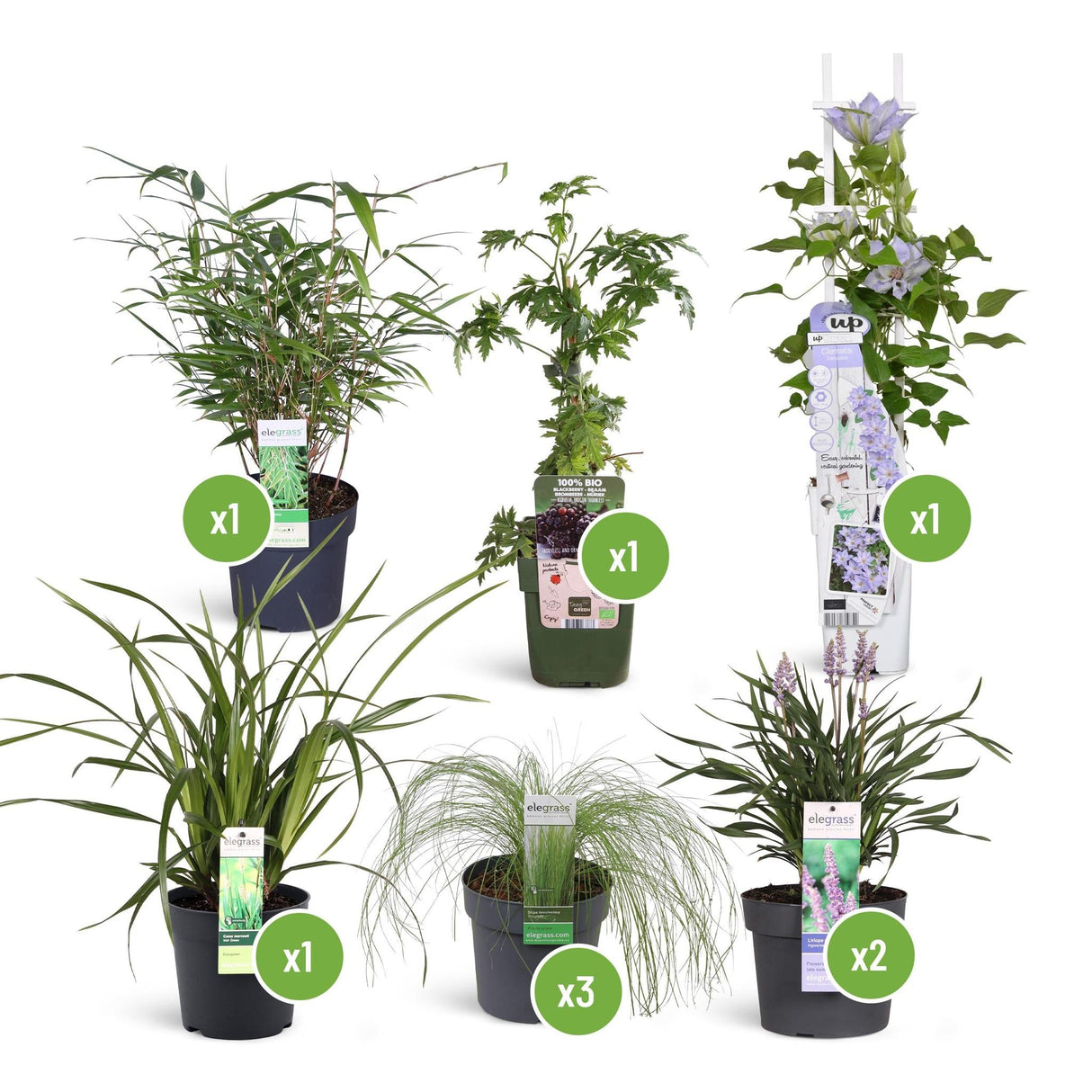 Livraison plante Kit DIY Jardin Lounge 1m2
