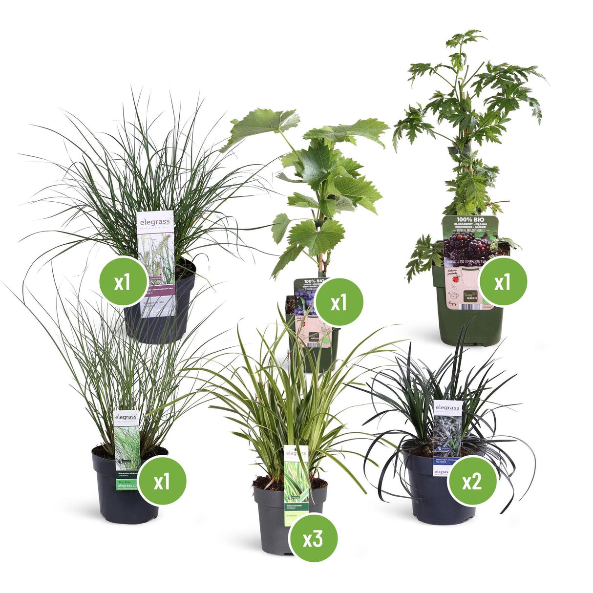 Livraison plante Kit DIY jardin moderne 1m2