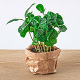 Livraison plante Kit rempotage plantes pour terrarium